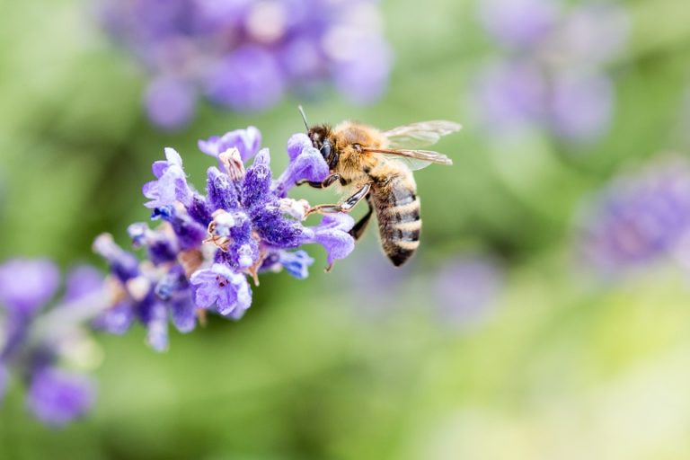 abeille lavande