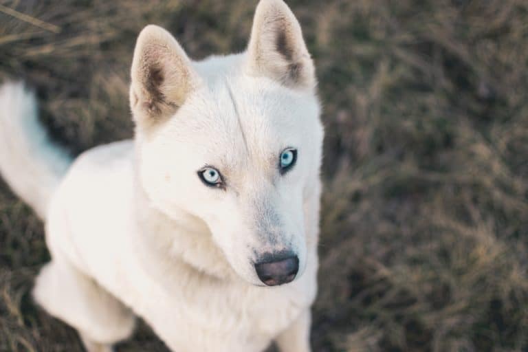 chien husky blanc