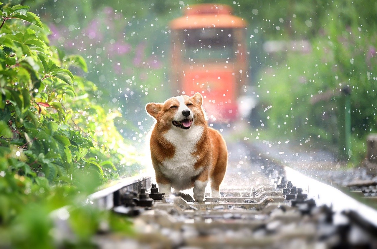 chien