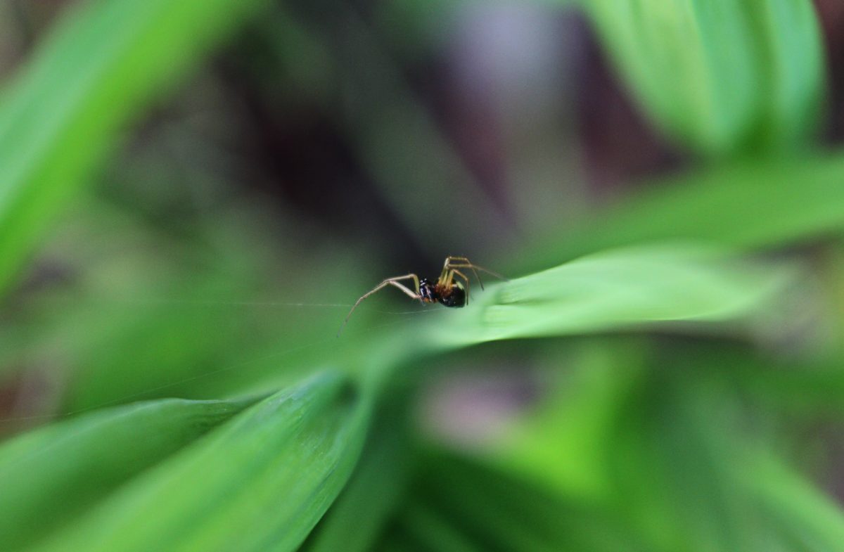 araignée plante