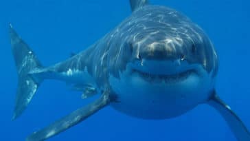 grand requin blanc