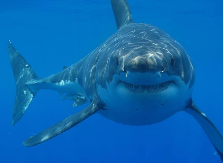 grand requin blanc