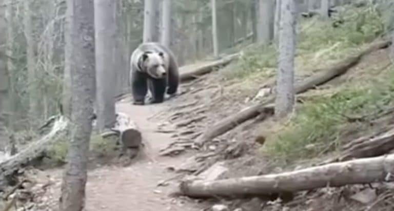 grizzly