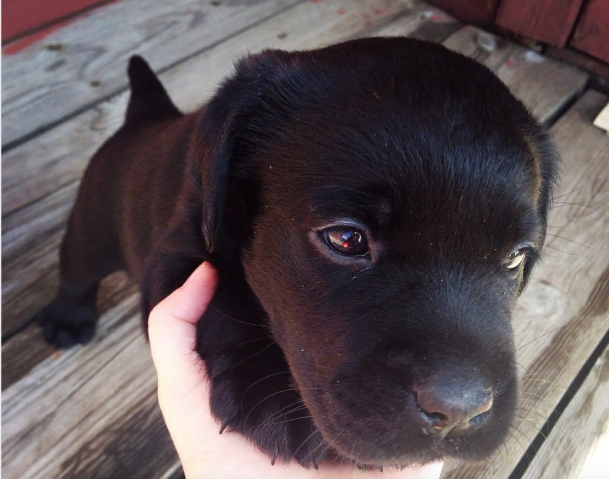 chiot labrador noir