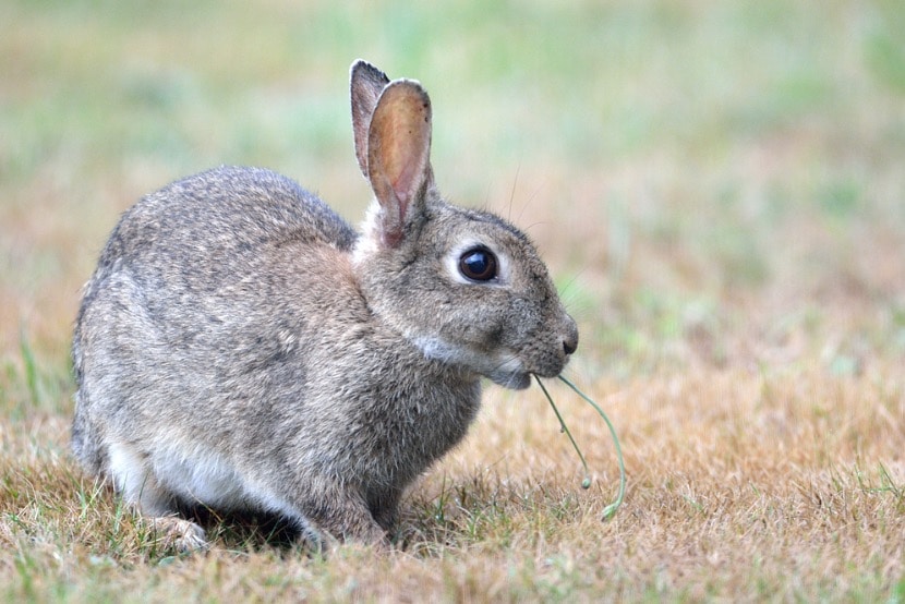 lapin de garenne