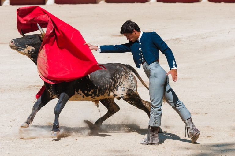 taureau torero corrida