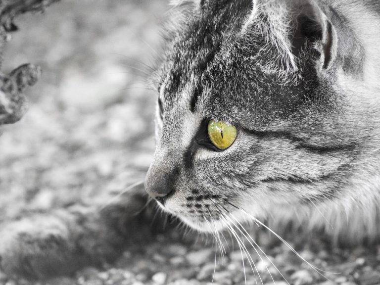 chat