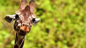 girafe