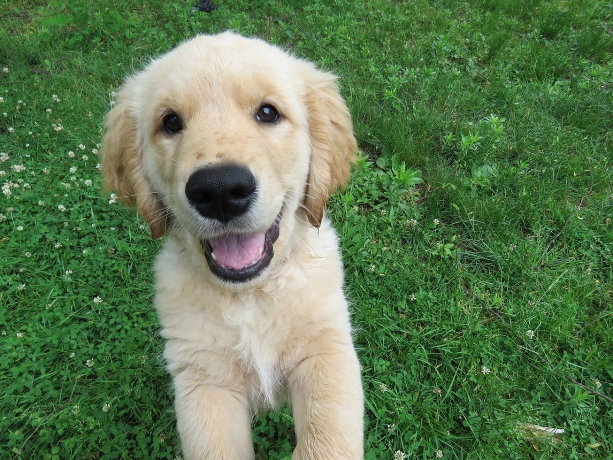 chiot golden retriever heureux