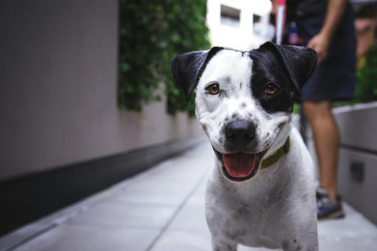 chien rue