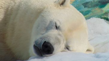 ours polaire