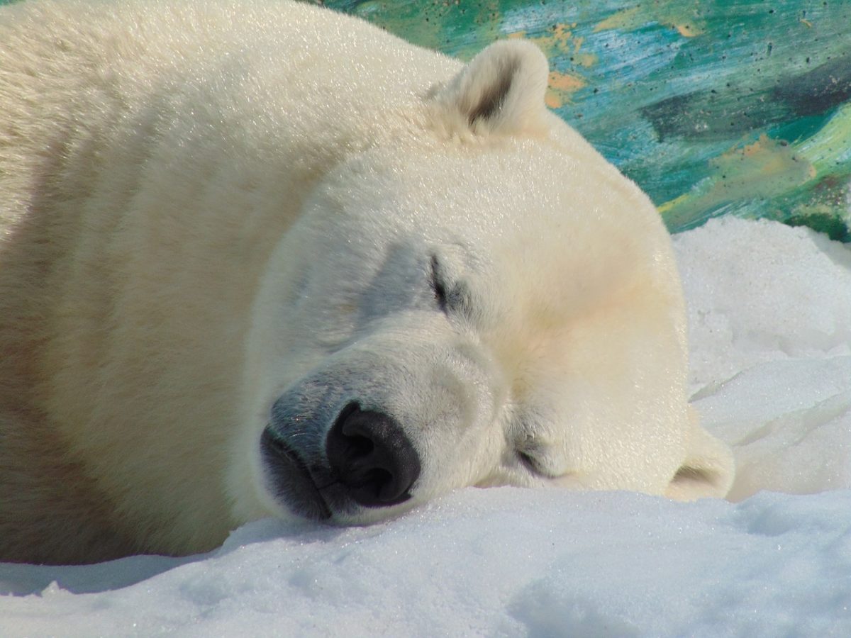 ours polaire