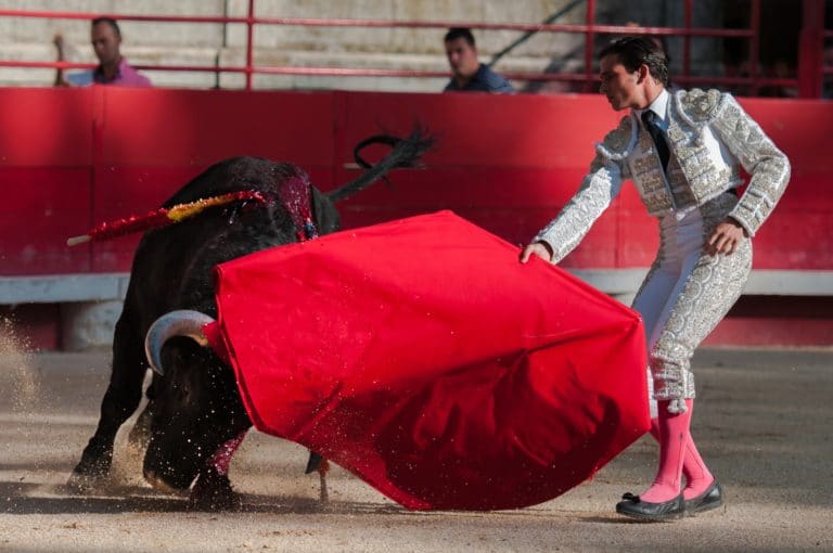taureau torero corrida