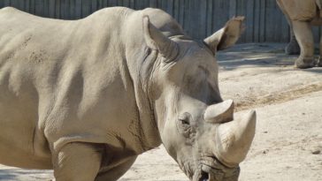 rhinoceros blanc