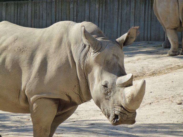 rhinoceros blanc