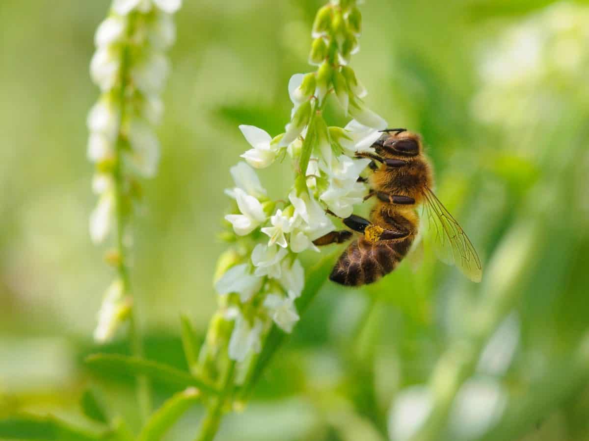 abeille
