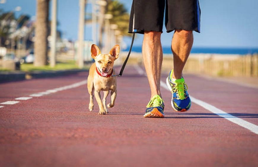 chien promenade bitume