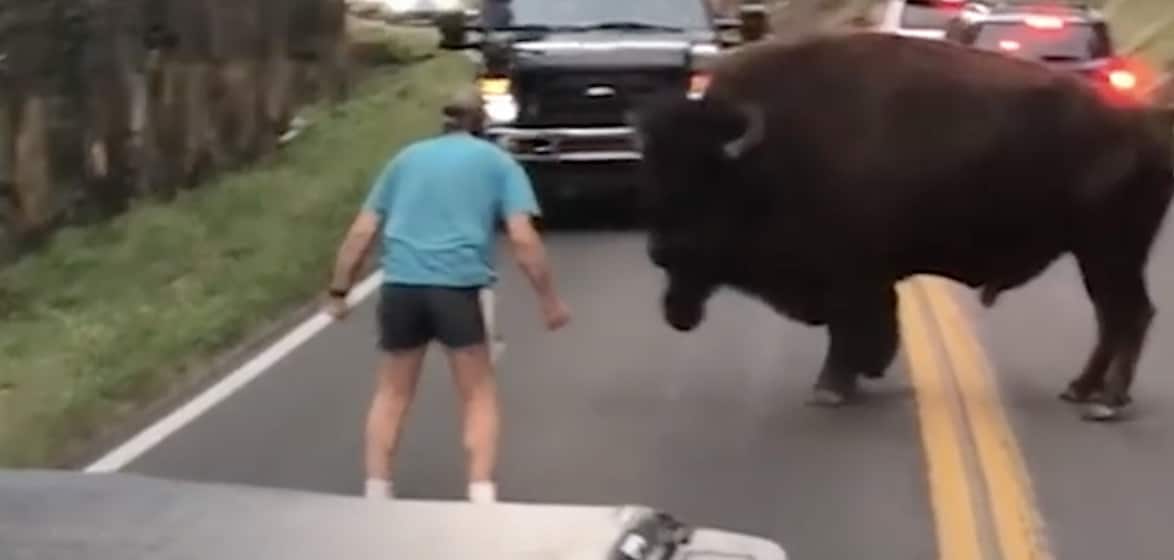 bison homme
