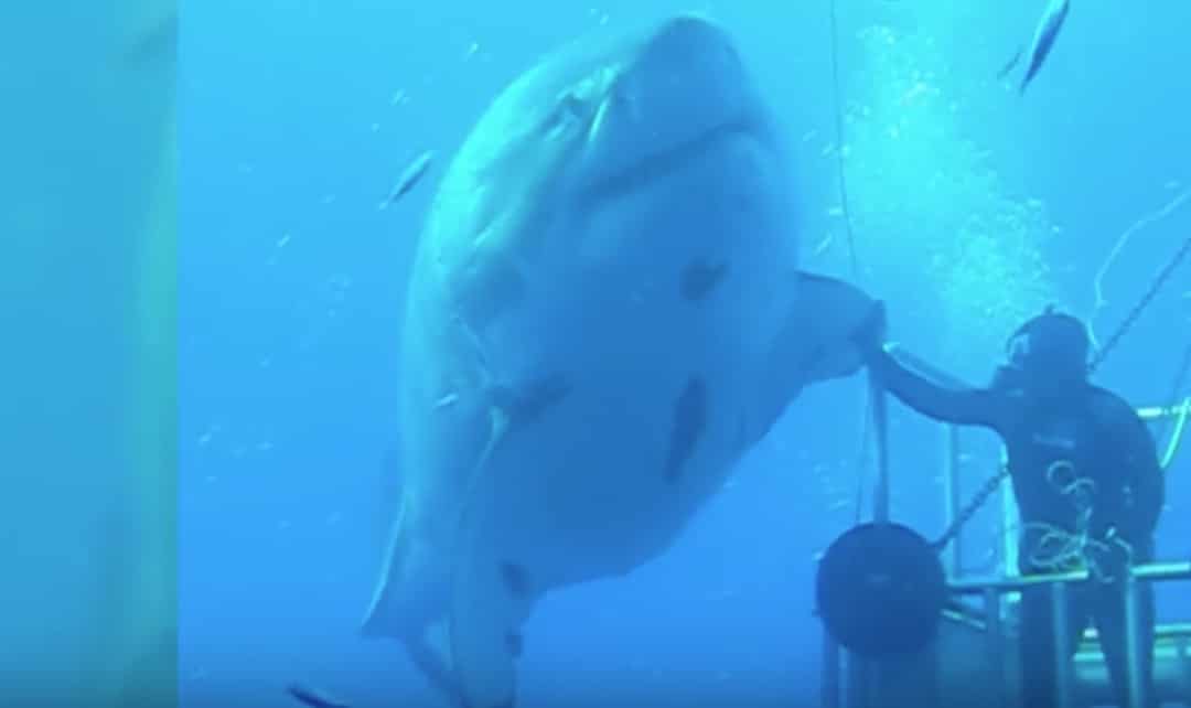 deep blue grand requin blanc