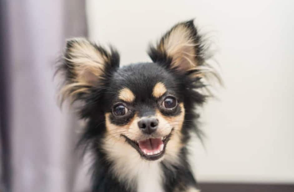 chien chihuahua heureux