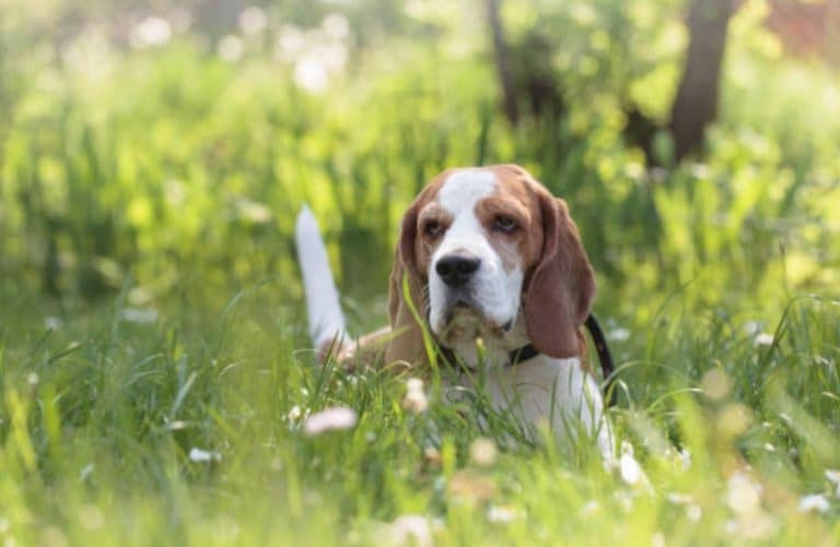 chien beagle couché herbe