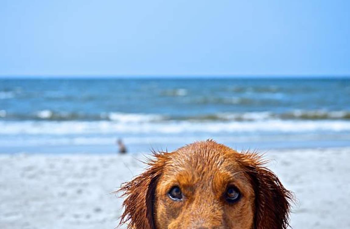 chien plage