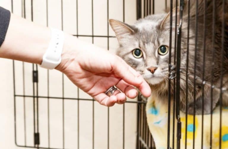 chat peur cage caisse main caresse