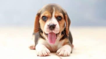 chiot