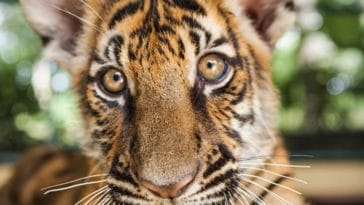 bébé tigre tigreau