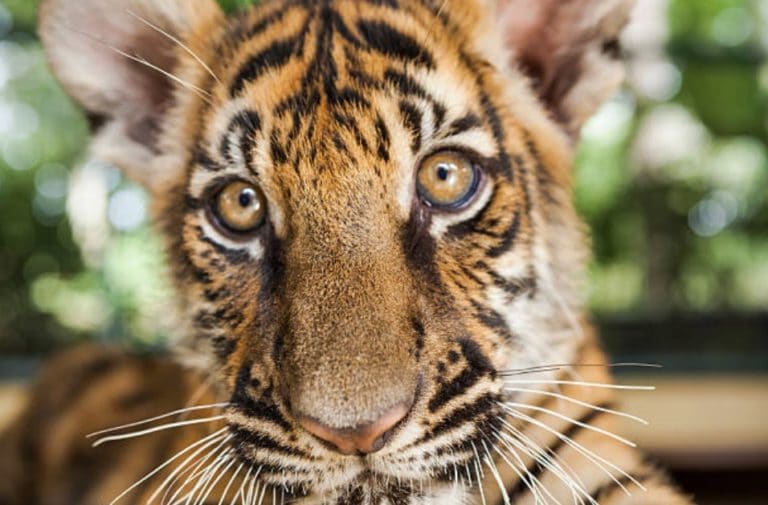 bébé tigre tigreau