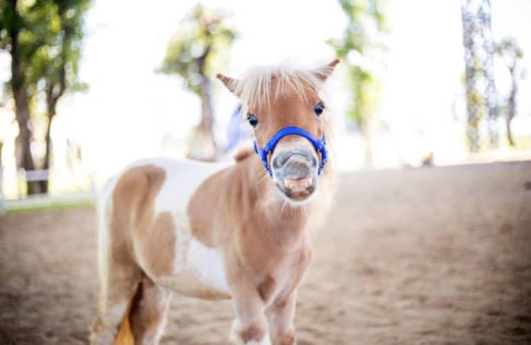 poney
