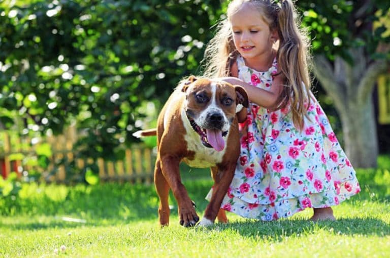 chien pitbull enfant fille câlin humain