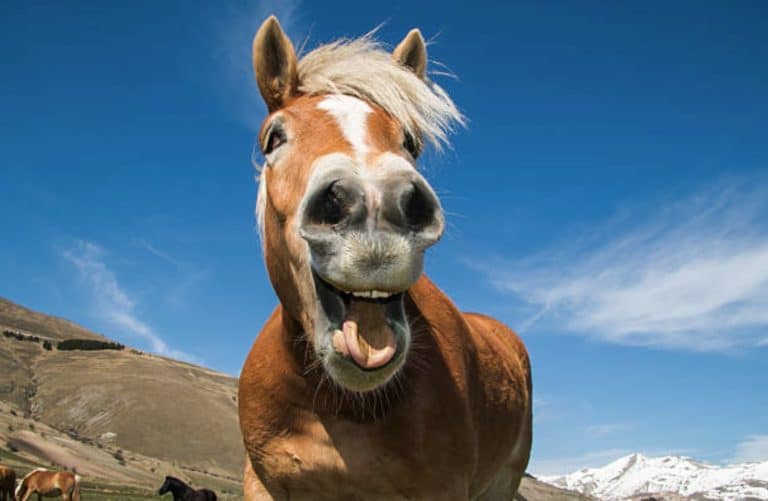 cheval hennit