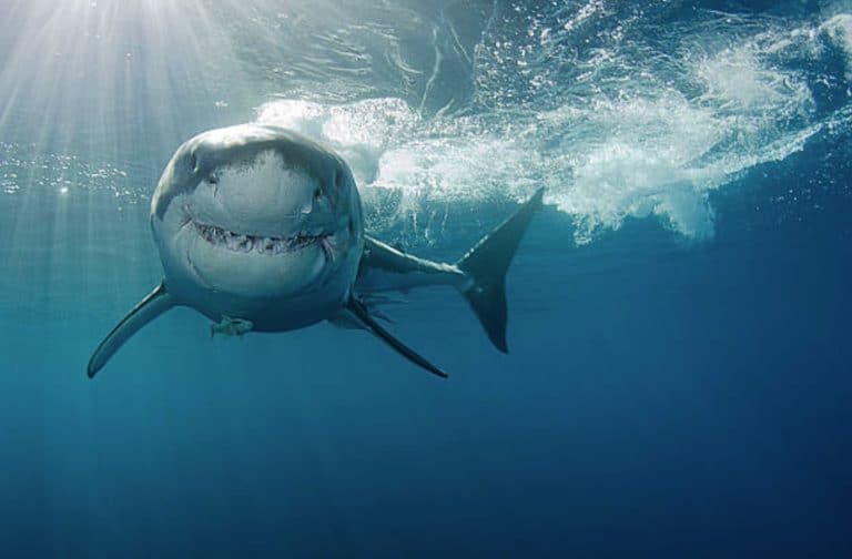 grand requin blanc
