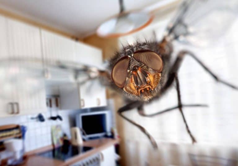 mouche maison