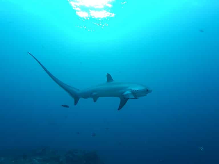 requin-renard commun