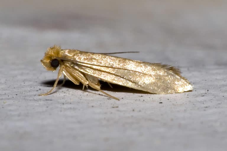 mite