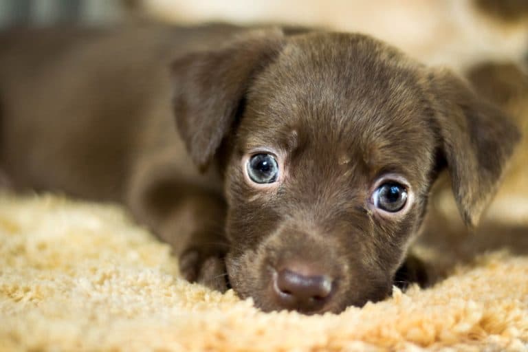 chiot
