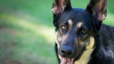 chien berger allemand portrait