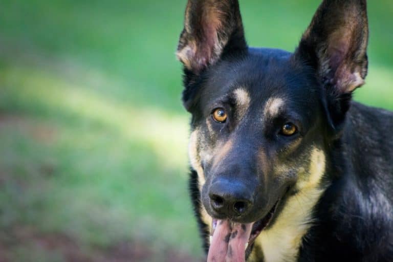 chien berger allemand portrait