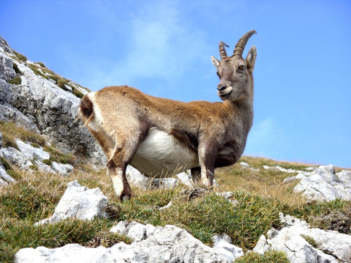 chèvre montagne