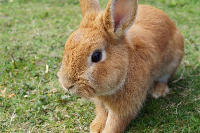 lapin