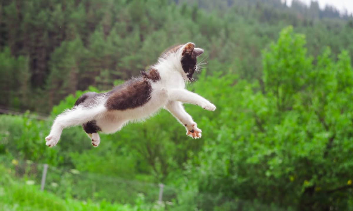 chat ninja