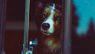 chien triste berger australien