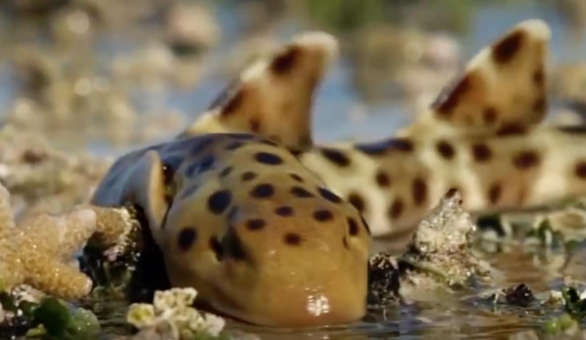 requin chabot ocellé