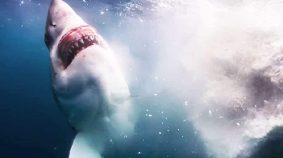 requin mange baleine