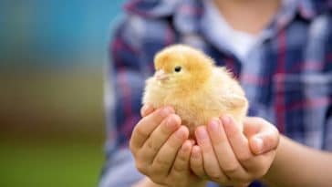 poussin