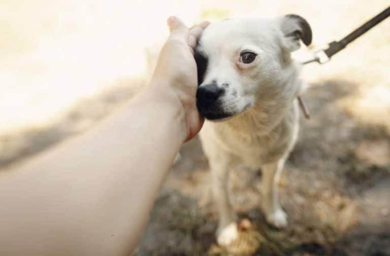 chien câlin peur caresse laisse