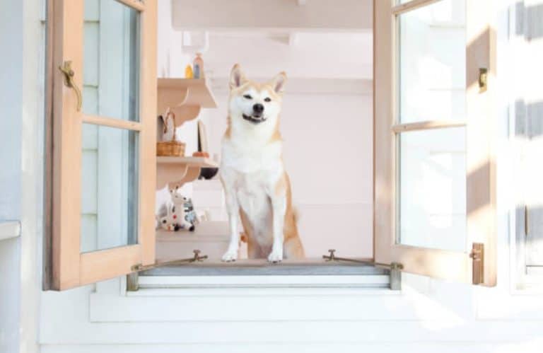 chien shiba inu fenêtre