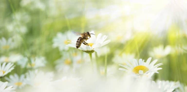 abeille
